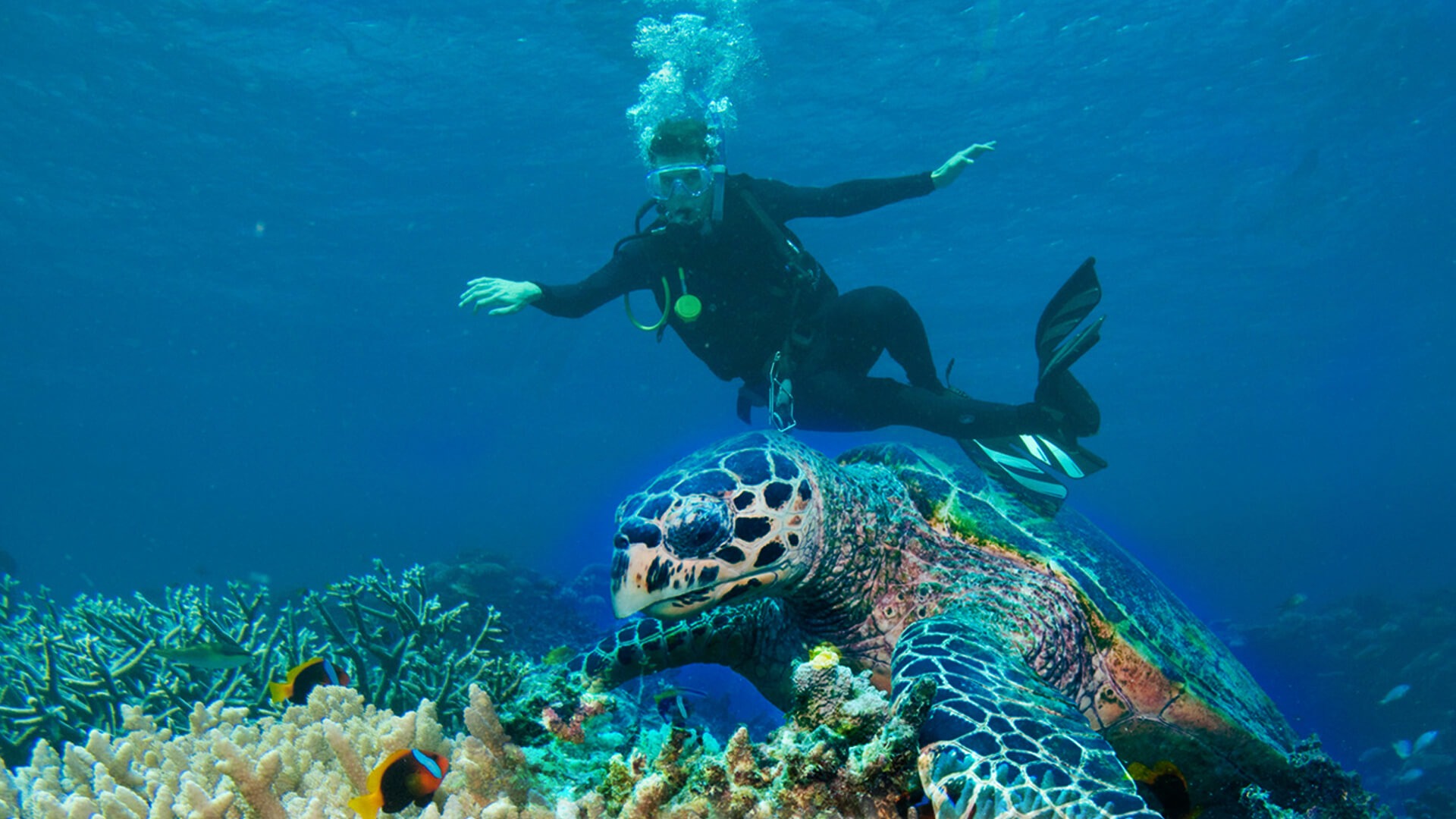 Discover and see the Great Barrier Reef