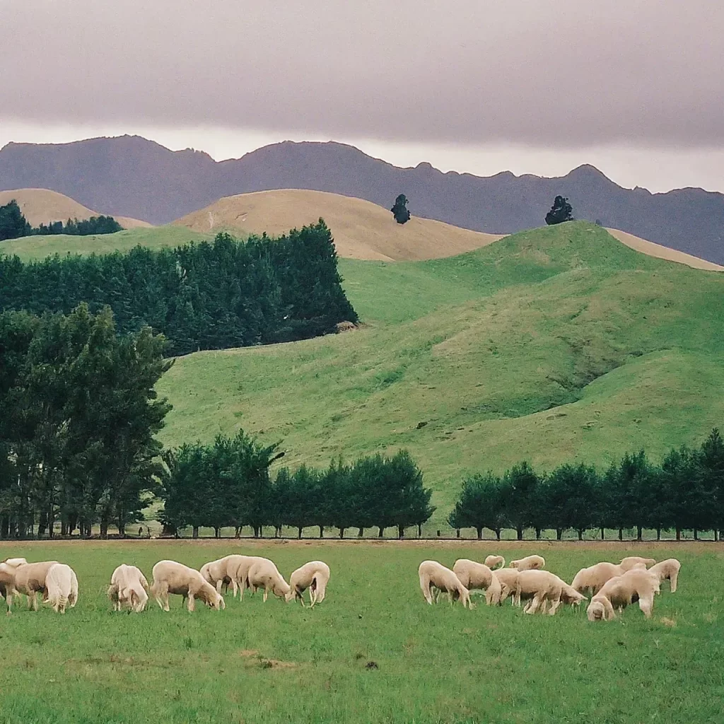 From Pasture to Plate: The Unique Charm of New Zealand Farm Stays